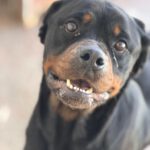 Rottweiler Nala al andalus, 04/2024, ca. 60 cm