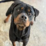 Rottweiler Nala al andalus, 04/2024, ca. 60 cm