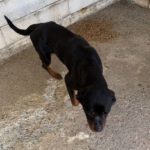 Rottweiler Nala al andalus, 04/2024, ca. 60 cm