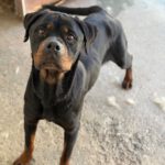 Rottweiler Nala al andalus, 04/2024, ca. 60 cm