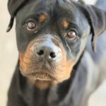 Rottweiler Nala al andalus, 04/2024, ca. 60 cm