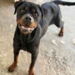 Rottweiler Nala al andalus, 04/2024, ca. 60 cm