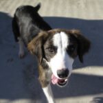 Collie Mischling Narla, 03/2025, ca. 55 cm