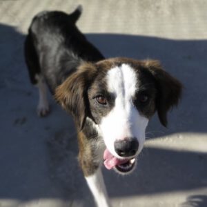 Collie Mischling Narla, 03/2025, ca. 55 cm