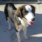 Collie Mischling Narla, 03/2025, ca. 55 cm