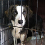 Collie Mischling Narla, 03/2025, ca. 55 cm