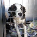 Collie Mischling Narla, 03/2025, ca. 55 cm