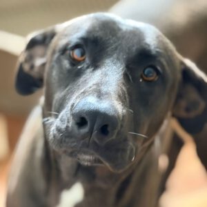 Labrador Mischling Naruto, 02/2024, ca. 57 cm