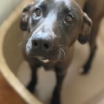 Labrador Mischling Naruto, 02/2024, ca. 57 cm