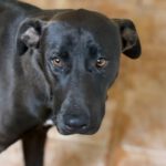 Labrador Mischling Naruto, 02/2024, ca. 57 cm