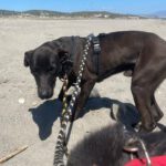 Labrador Mischling Naruto, 02/2024, ca. 57 cm