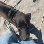 Labrador Mischling Naruto, 02/2024, ca. 57 cm