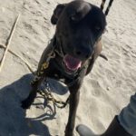 Labrador Mischling Naruto, 02/2024, ca. 57 cm