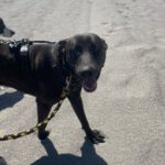 Labrador Mischling Naruto, 02/2024, ca. 57 cm