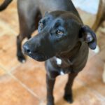 Labrador Mischling Naruto, 02/2024, ca. 57 cm