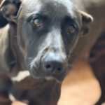 Labrador Mischling Naruto, 02/2024, ca. 57 cm