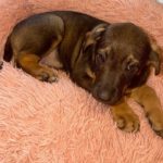 Mastin Mischling Natasha, 01/2026, Endgröße ca. 60- 70 cm