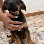 Mastin Mischling Natasha, 01/2026, Endgröße ca. 60- 70 cm