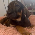 Mastin Mischling Natasha, 01/2026, Endgröße ca. 60- 70 cm