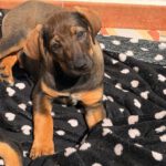 Mastin Mischling Natasha, 01/2026, Endgröße ca. 60- 70 cm