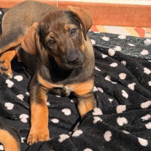 Mastin Mischling Natasha, 01/2026, Endgröße ca. 60- 70 cm