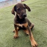 Mastin Mischling Natasha, 01/2026, Endgröße ca. 60- 70 cm