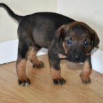 Mastin Mischling Natasha, 01/2026, Endgröße ca. 60- 70 cm