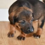 Mastin Mischling Natasha, 01/2026, Endgröße ca. 60- 70 cm