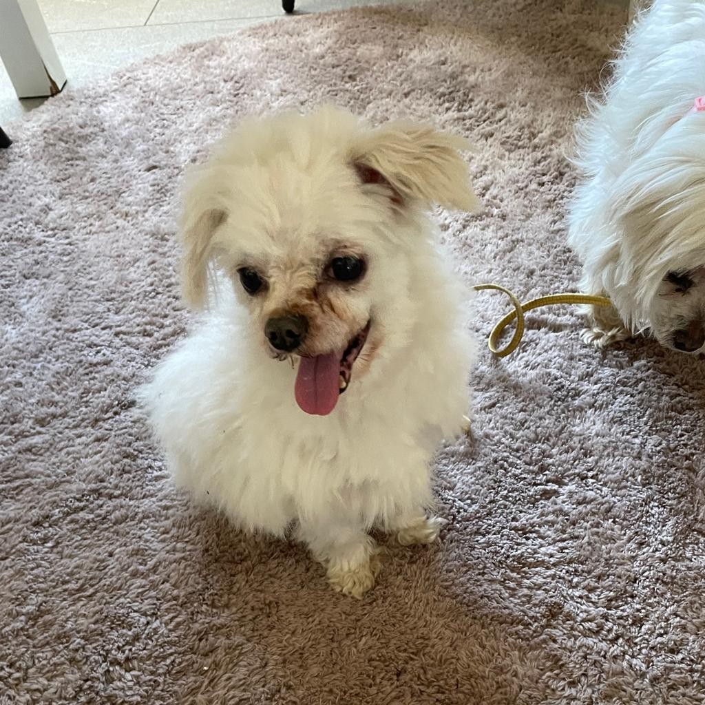 Malteser Neko, 10/2016, ca. 20 cm, 35096 Weimar-Wenkbach