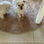 Malteser Neko, 10/2016, ca. 20 cm, 35096  Weimar-Wenkbach