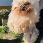 Malteser Neko, 10/2016, ca. 20 cm, 35096  Weimar-Wenkbach