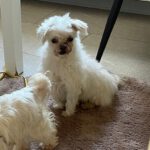 Malteser Neko, 10/2016, ca. 20 cm, 35096  Weimar-Wenkbach