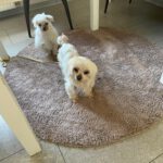 Malteser Neko, 10/2016, ca. 20 cm, 35096  Weimar-Wenkbach