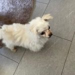 Malteser Neko, 10/2016, ca. 20 cm, 35096  Weimar-Wenkbach