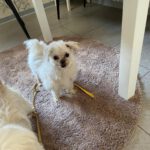 Malteser Neko, 10/2016, ca. 20 cm, 35096  Weimar-Wenkbach