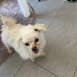 Malteser Neko, 10/2016, ca. 20 cm, 35096  Weimar-Wenkbach