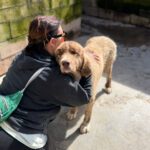 Mastin Mischling Nessie, 04/2025, ca. 65 cm