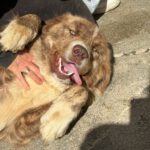 Mastin Mischling Nessie, 04/2025, ca. 65 cm