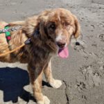 Mastin Mischling Nessie, 04/2025, ca. 65 cm