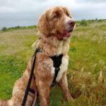 Mastin Mischling Nessie, 04/2025, ca. 65 cm