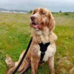 Mastin Mischling Nessie, 04/2025, ca. 65 cm