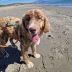 Mastin Mischling Nessie, 04/2025, ca. 65 cm