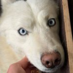 Husky Nieve, 04/2024, ca. 48 cm