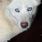 Husky Nieve, 04/2024, ca. 48 cm