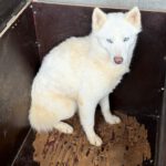 Husky Nieve, 04/2024, ca. 48 cm