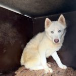 Husky Nieve, 04/2024, ca. 48 cm