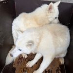 Husky Nieve, 04/2024, ca. 48 cm