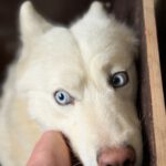 Husky Nieve, 04/2024, ca. 48 cm