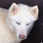 Husky Nieve, 04/2024, ca. 48 cm