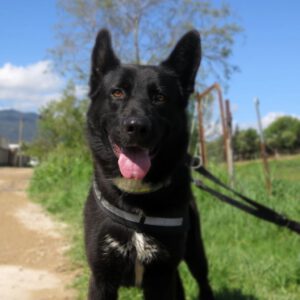 Mischling Noah, 02/2024, ca. 65 cm